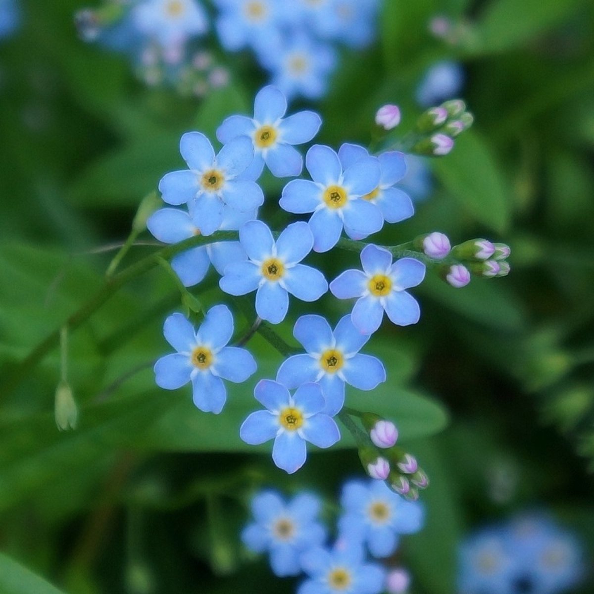 Hoe Vergeet-Mij-Nietjes planten en groeien | Alles over Vergeet-Mij-Nietjes