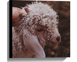 Canvas - Schaapje met Wit Krullende Vacht - 40x40 cm Foto op Canvas Schilderij (Wanddecoratie op Canvas)