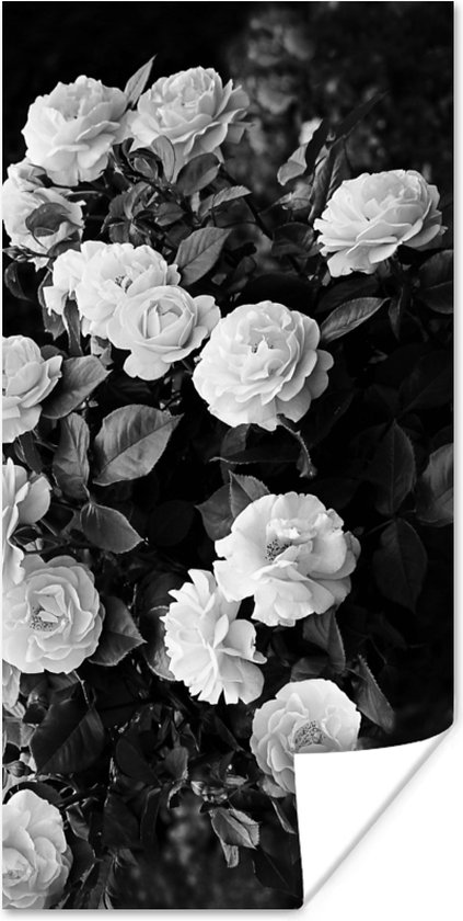 Poster Bloemen - Zwart wit - Natuur - Planten - Rozen - 20x40 cm