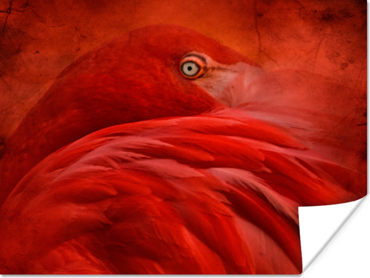 Poster Tropisch - Vogel - Rood - Dieren - 120x90 cm
