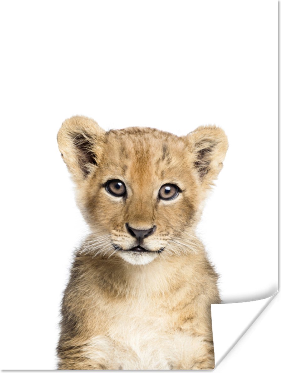 Poster Leeuw - Dieren - Natuur - Wit - 30x40 cm