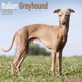 Italian Greyhound Kalender 2020