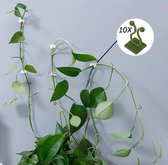 Gadiezz® Zelfklevende Plantenclips - Plantenbinders - Plantensteun - Klimplantgeleider - Klimhulp - Plantenklimrek - Plantenklemmen - Groen 10 Stuks
