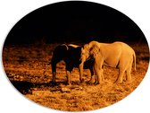 PVC Schuimplaat Ovaal - Twee Olifanten in het Landschap tijdens de Donkere Nacht - 108x81 cm Foto op Ovaal (Met Ophangsysteem)