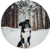 Dibond Muurcirkel - Poserende Bordercollie hond in Besneeuwd Bos - 90x90 cm Foto op Aluminium Muurcirkel (met ophangsysteem)