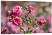 Tuinposter – Veld vol Roze Klaprozen Bloemen - 120x80 cm Foto op Tuinposter (wanddecoratie voor buiten en binnen)