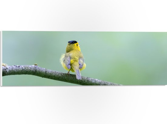 PVC Schuimplaat- Achteraanzicht van Zingend Geel Wilsons Vogeltje op een Tak - 60x20 cm Foto op PVC Schuimplaat