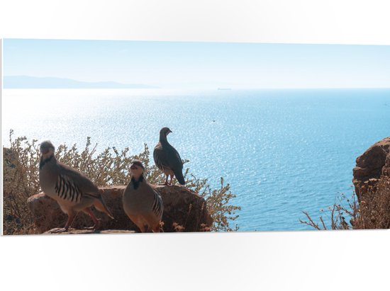 PVC Schuimplaat- Drie Vogels op Stenen aan de Rand van Cliff aan de Kust - 100x50 cm Foto op PVC Schuimplaat