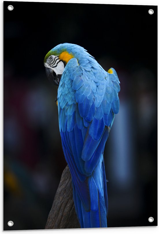 Tuinposter – Achteraanzicht van Opzijkijkende Blauwe Ara Papegaai - 60x80 cm Foto op Tuinposter (wanddecoratie voor buiten en binnen)
