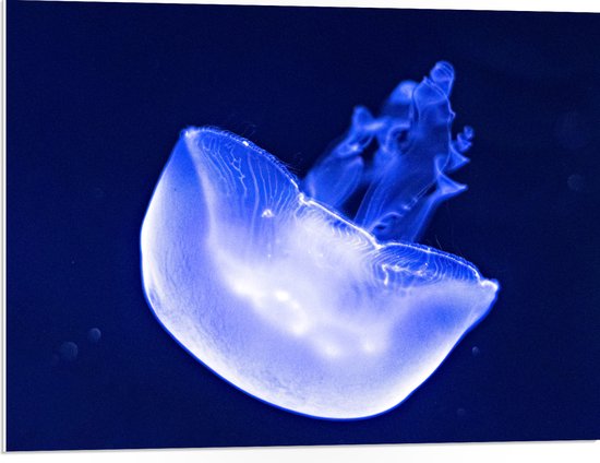 PVC Schuimplaat - Neon Blauwe Kwal in Donkerblauwe Oceaan - 80x60 cm Foto op PVC Schuimplaat (Met Ophangsysteem)