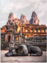 Poster Glanzend – Hond Liggend voor Angkor Wat Tempel, Cambodja - 30x40 cm Foto op Posterpapier met Glanzende Afwerking