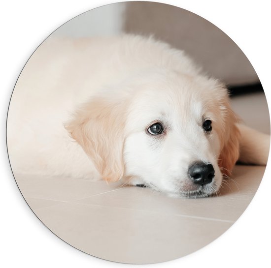 Dibond Muurcirkel - Liggende Golden Retriever Puppy op de Vloer - 90x90 cm Foto op Aluminium Muurcirkel (met ophangsysteem)