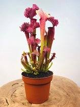 Trompetbekerplant (Sarracenia) 'Judith' | Hoogte 30 cm | Kleurrijke vleesetende plant