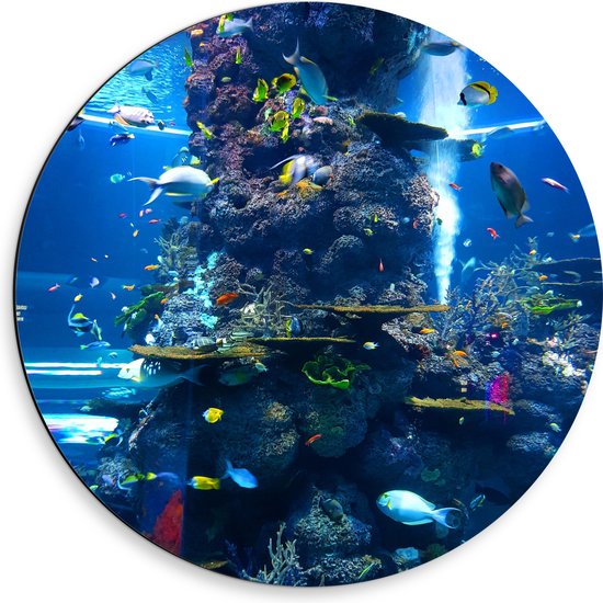 Dibond Muurcirkel - Verschillende Soorten Vissen Zwemmend Rond Koraal - 50x50 cm Foto op Aluminium Muurcirkel (met ophangsysteem)