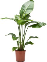 Bol.com WL Plants - Strelitzia Nicolai - Paradijsvogelplant - Paradijsvogelbloem - Kamerplanten - Luchtzuiverende Kamerplanten -... aanbieding