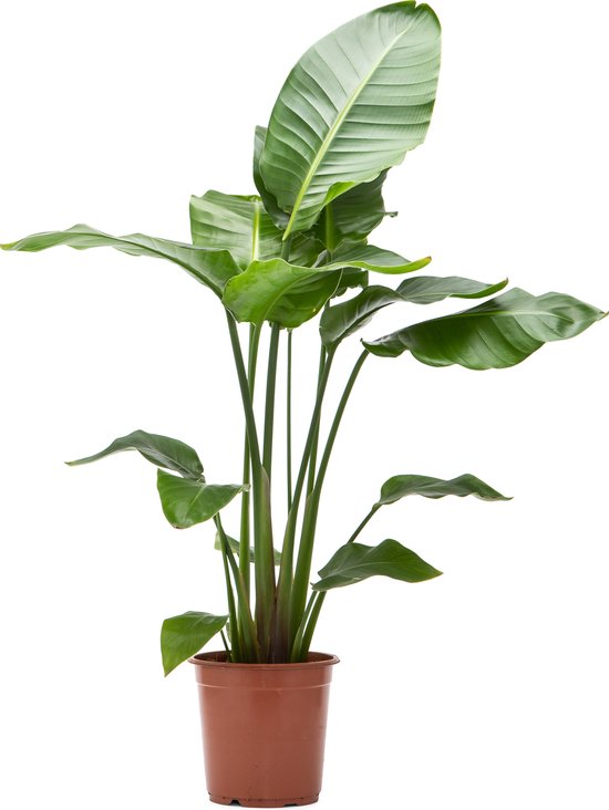 WL Plants - Strelitzia Nicolai - Paradijsvogelplant - Paradijsvogelbloem - Kamerplanten - Luchtzuiverende Kamerplanten - ± 100cm hoog - 21cm diameter - in Kweekpot
