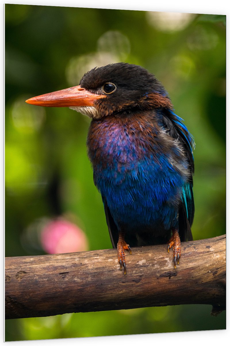 PVC Schuimplaat - IJsvogel met Blauwe en Paarse Borst Zittend op Boomstam - 100x150 cm Fot