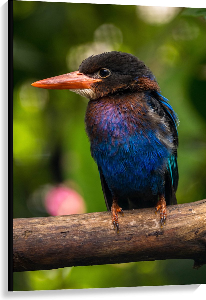 Canvas - IJsvogel met Blauwe en Paarse Borst Zittend op Boomstam - 80x120 cm Foto op Canva