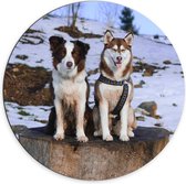 Dibond Muurcirkel - Siberische Husky en Border Collie Honden op Dikke Boomstam in Sneeuw Landschap - 70x70 cm Foto op Aluminium Muurcirkel (met ophangsysteem)