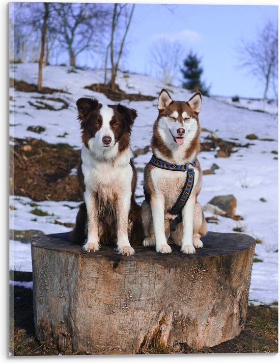 Acrylglas - Siberische Husky en Border Collie Honden op Dikke Boomstam in Sneeuw Landschap - 30x40 cm Foto op Acrylglas (Wanddecoratie op Acrylaat)
