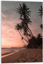 WallClassics - Acrylglas - Groepje Hoge Palmbomen op het Strand bij Zonsondergang - 50x75 cm Foto op Acrylglas (Met Ophangsysteem)