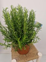 Rosmarinus officinalis - Rosmarijn - Struikvorm - potmaat 19 cm - planthoogte 45 cm - Plants By Suus