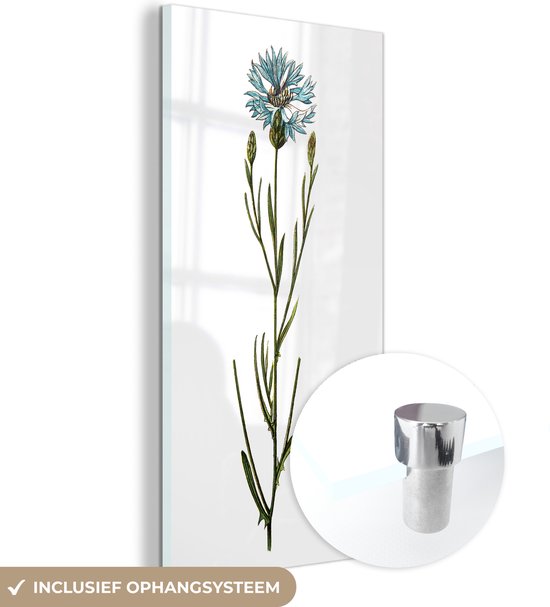 MuchoWow® Glasschilderij 40x80 cm - Schilderij acrylglas - Een illustratie van een enkele korenbloem op een witte achtergrond - Foto op glas - Schilderijen