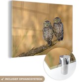 Couple de hiboux en Glas 120x80 cm - Tirage photo sur Glas (décoration murale en plexiglas)