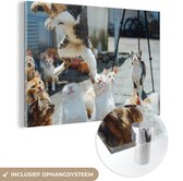 MuchoWow® Glasschilderij 120x80 cm - Schilderij acrylglas - Kat - Dier - Lucht - Foto op glas - Schilderijen