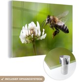 MuchoWow® Glasschilderij 150x100 cm - Schilderij acrylglas - Close-up van een bij met een witte bloem - Foto op glas - Schilderijen