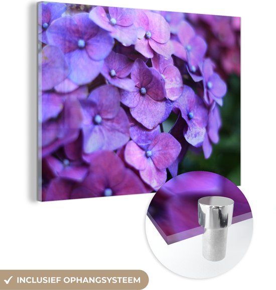 Peinture sur verre - Photo sur verre - Hortensia - Fleurs - Nature - Violet - 80x60 cm - Verre acrylique - Décoration murale verre - Décoration murale - Peinture fleurs