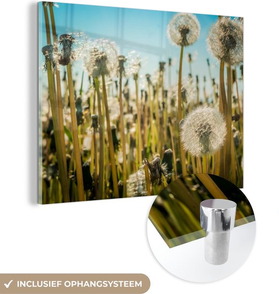MuchoWow® Glasschilderij 40x30 cm - Schilderij acrylglas - Bloemen - Paardenbloem - Grasveld - Foto op glas - Schilderijen