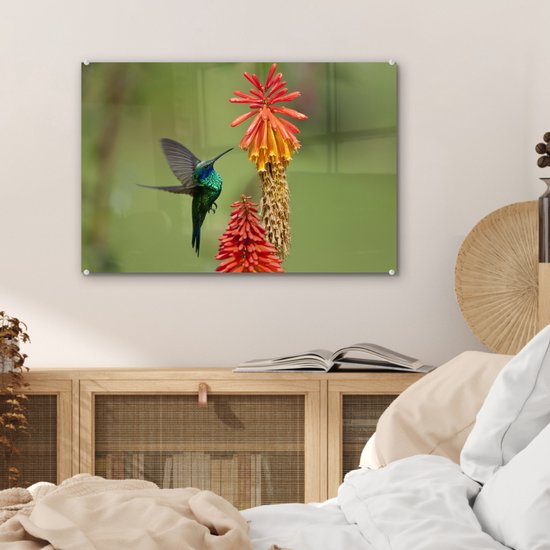 Colibri se nourrit d'une belle fleur en plexiglas 60x40 cm - Tirage photo sur Glas (décoration murale en plexiglas)