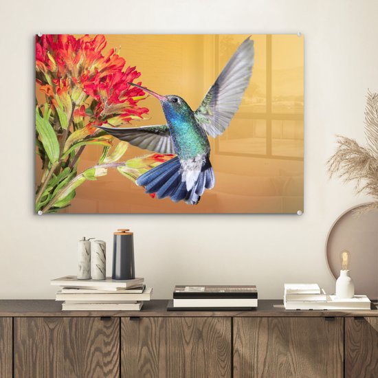 Colibri aux couleurs vives à côté d'une belle fleur rouge Plexiglas 60x40 cm - Tirage photo sur Glas (décoration murale en plexiglas)