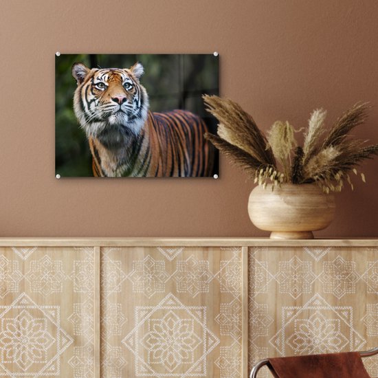 Portrait de tigre de Sumatra sur Glas 60x40 cm - Tirage photo sur Glas (décoration murale en plexiglas)