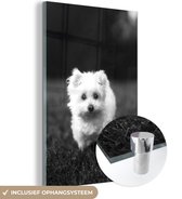 MuchoWow® Glasschilderij 40x60 cm - Schilderij acrylglas - Maltezer hond op een grasveld - zwart wit - Foto op glas - Schilderijen