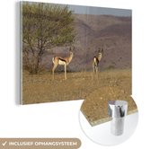 MuchoWow® Glasschilderij 90x60 cm - Schilderij acrylglas - Gazelle - Boom - Dieren - Foto op glas - Schilderijen