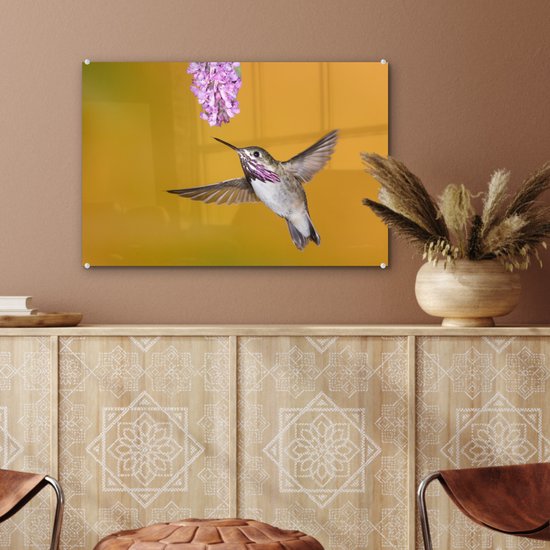 Un colibri calliope sur fond jaune Plexiglas 60x40 cm - Tirage photo sur Glas (Décoration murale plexiglas)