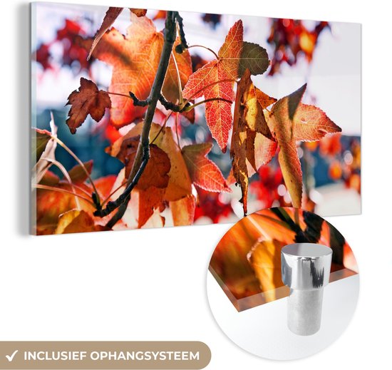 MuchoWow® Glasschilderij 40x20 cm - Schilderij acrylglas - Esdoorn - Bladeren - Landelijk - Herfst - Foto op glas - Schilderijen