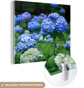 MuchoWow® Glasschilderij 20x20 cm - Schilderij acrylglas - Blauwe hortensia bloemen - Foto op glas - Schilderijen