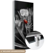 MuchoWow® Glasschilderij 60x120 cm - Schilderij acrylglas - Zwart-wit foto van een rode lieveheersbeestje op een plant - Foto op glas - Schilderijen