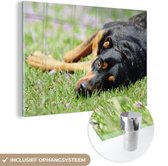 MuchoWow® Glasschilderij 180x120 cm - Schilderij acrylglas - Een liggende Rottweiler in het gras - Foto op glas - Schilderijen