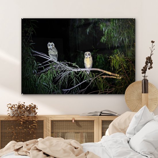 Deux chouettes fauves à rayures dans la nuit de la forêt tropicale Plexiglas 120x80 cm - Tirage photo sur verre (décoration murale en plexiglas)