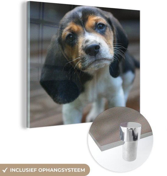 MuchoWow® Glasschilderij 20x20 cm - Schilderij acrylglas - Puppy - Beagle - Bruin - Zwart - Foto op glas - Schilderijen