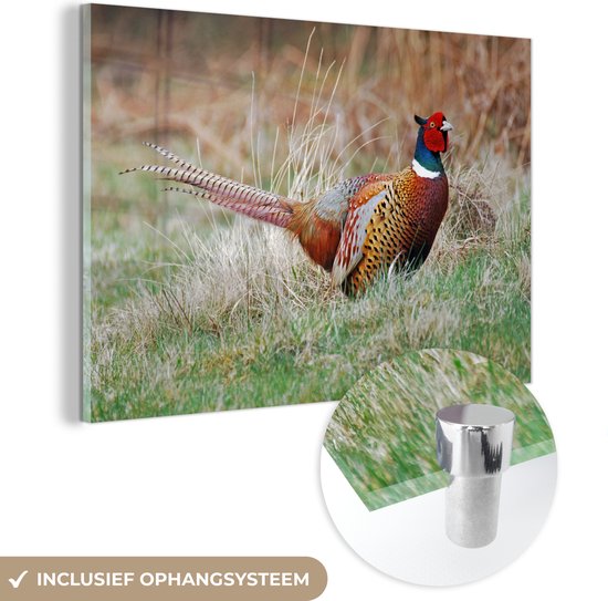 Un faisan coloré dans la prairie en hiver Plexiglas 180x120 cm - Tirage photo sur Glas (décoration murale plexiglas) XXL / Groot format!