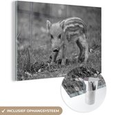 MuchoWow® Glasschilderij 60x40 cm - Schilderij acrylglas - Wild zwijn kalf in het gras - zwart wit - Foto op glas - Schilderijen