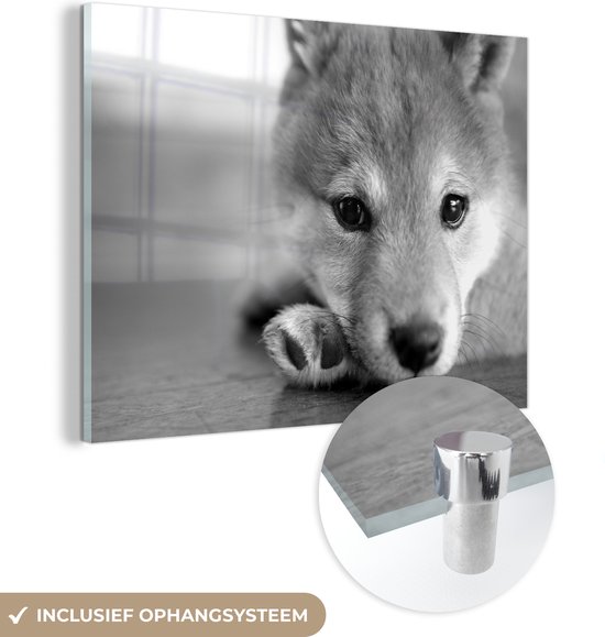 MuchoWow® Glasschilderij 160x120 cm - Schilderij acrylglas - Vermoeide Shiba Inu pup - zwart wit - Foto op glas - Schilderijen