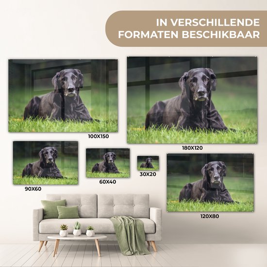 Un labrador noir dans l'herbe Plexiglas 120x80 cm - Tirage photo sur Glas (décoration murale plexiglas)