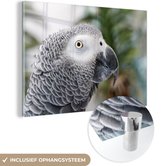 MuchoWow® Glasschilderij 60x40 cm - Schilderij acrylglas - De grijze roodstaart of papegaaiachtige met haar mooie vacht - Foto op glas - Schilderijen