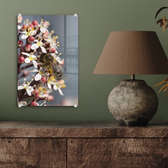 ® Glasschilderij 20x30 cm - Schilderij acrylglas - Honingbij op de skimmia bloem - Foto op glas - Muurdecoratie woonkamer - Wanddecoratie slaapkamer - Schilderijen